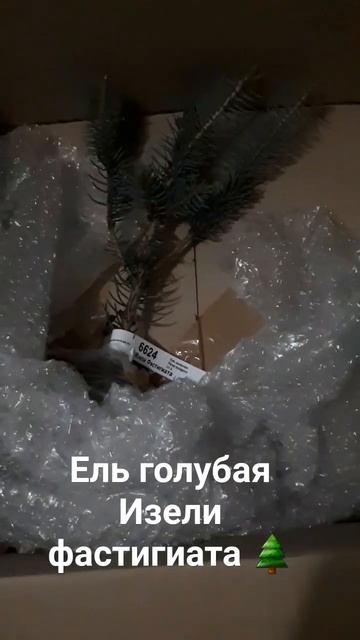 купила ель колючую Изели Фастигиата