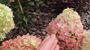 Гортензия LITTLE LOVE. Обзор и сравнение с Summer love, Little apple, BJ,