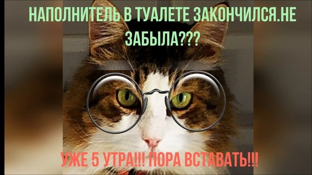 Прикольные коты.Умные мысли 14 летнего кота.Cool cats. Smart thoughts of a 14 year old cat. смотреть онлайн