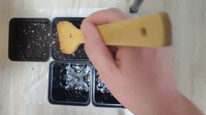 Каменный цветок, сажаем рассаду.