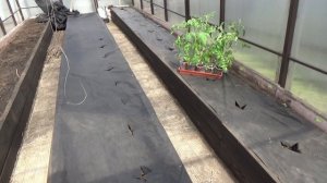 Схемы посадки томатов в теплице выбираю разные. Подбираю сорта.