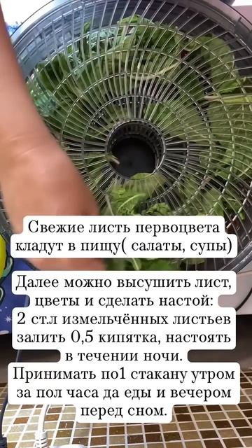 ПЕРВОЦВЕТ ВЕСЕННИЙ #полезно #рецепты #травянойсбор смотреть онлайн