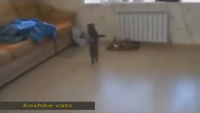 Обязательно к просмотру!Видео с кошками!Танцуют, сидят, едят!Приколы! смотреть онлайн