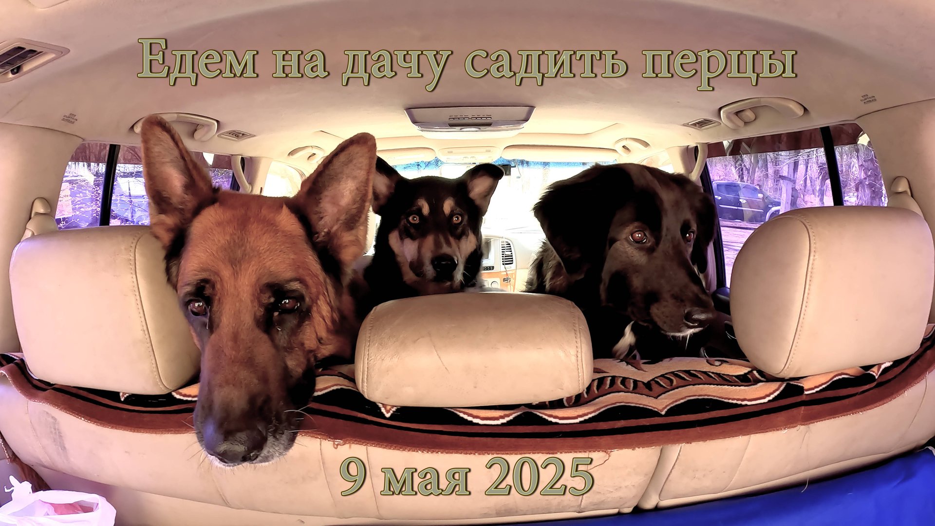 Дача. Садим перцы. 9 мая 2025 смотреть онлайн