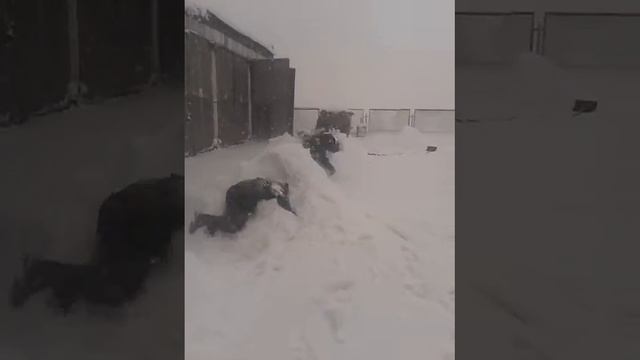 приколы смотреть онлайн