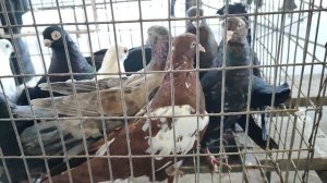 10.05.2025г Ярмарка ст.Бронницы ч.1