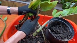 Повторное укоренение листьев замиокулькаса