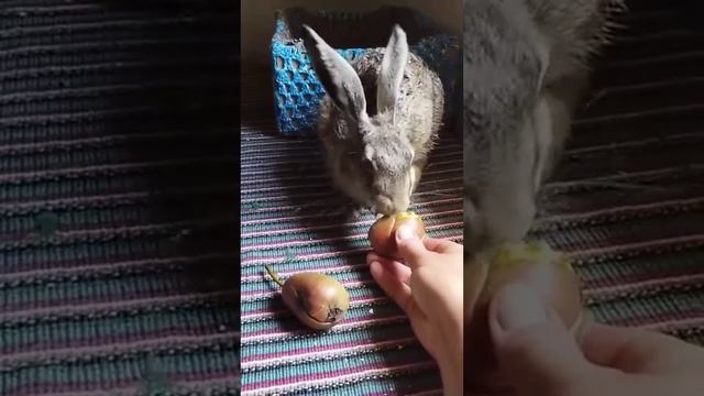 вітаміни для 🐇🍐🍏🌽🥕🥦🥒🥬. #заєць #заяц #витамины #приколы #лайк #репосты #весна смотреть онлайн