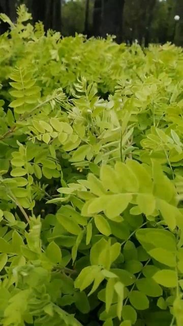 Молодая Дэ #зелень в Москве#молодые листочки акации смотреть онлайн