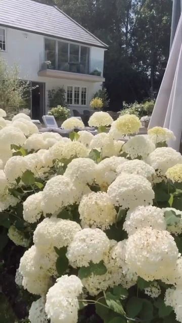 Восхитительная Анабель#гортензия #flowers #гортензія #garden смотреть онлайн