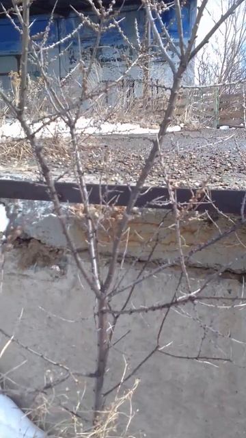 Кустики облепихи. #облепиха смотреть онлайн