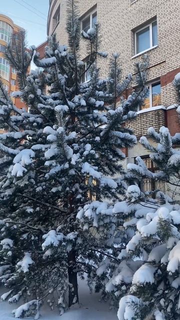 Зимняя сказка😍заснеженные елочки 🎄 смотреть онлайн