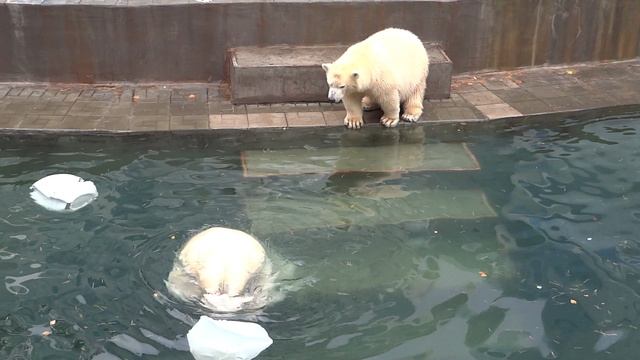 Белые медведи в Новосибирском зоопарке