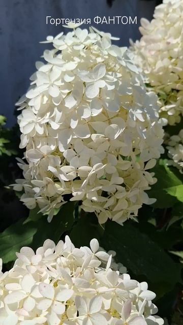 Гортензия Фантом. #hydrangea #flowers #цветы #гортензия
