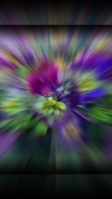 Виола, Анютины глазки, фиалка