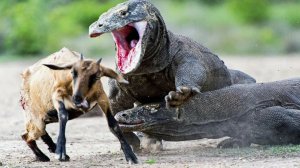 О Редких Животных Мира: Комодский Варан | Аудиокнига