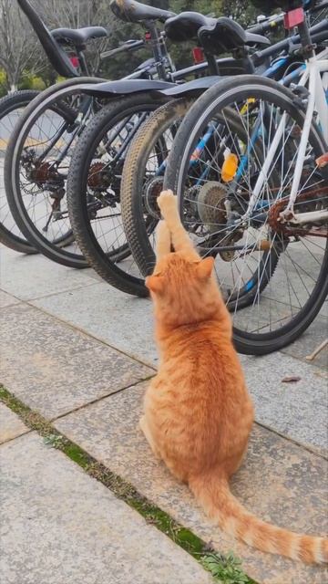 ты не поверишь но этот рыжий кот решил просто совершит смотреть онлайн