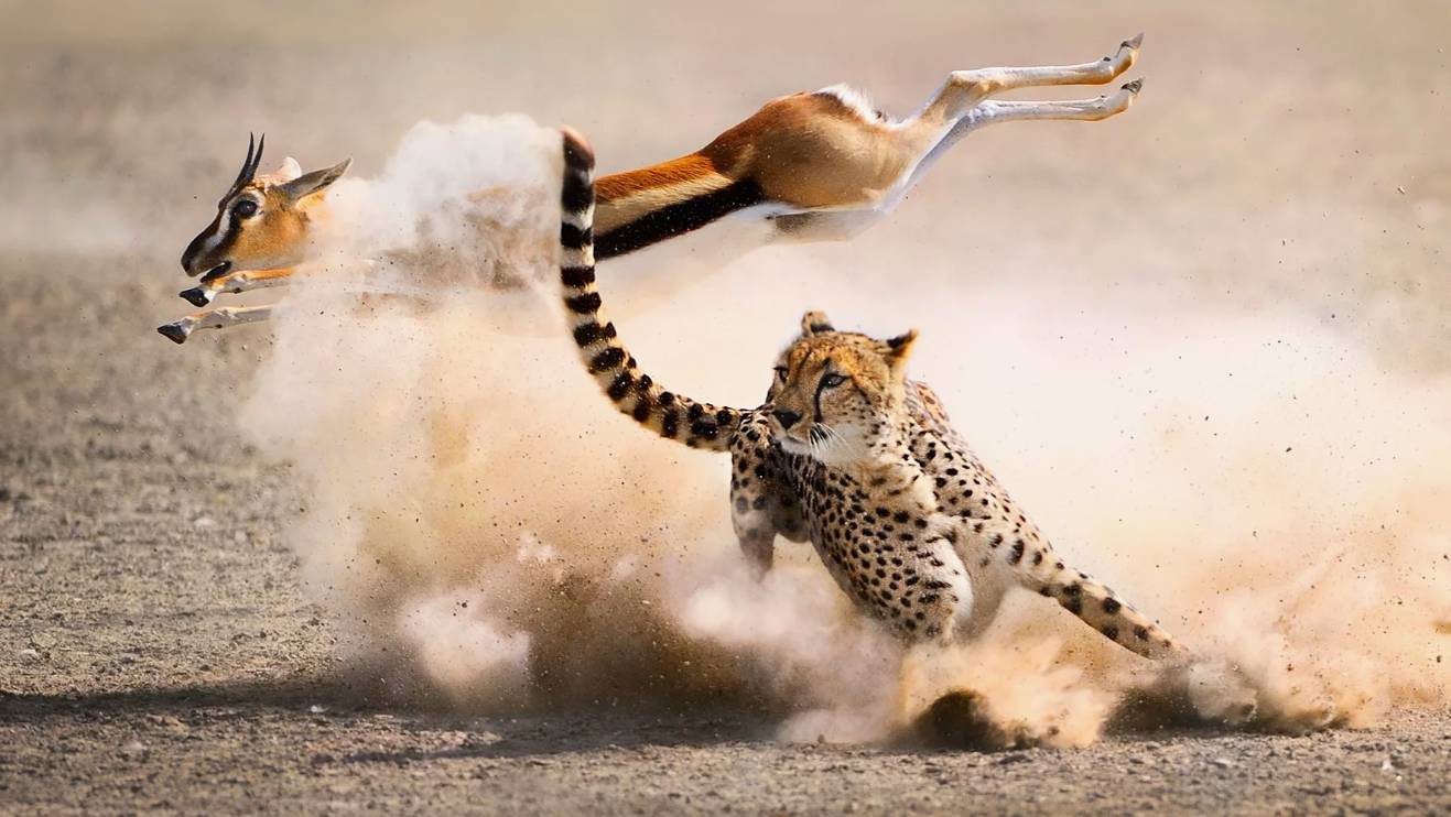 Кто кого Ест: Самые Необычные Вкусы Животных Планеты | Интересные факты про животных смотреть онлайн