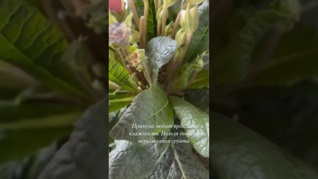 Как сохранить примулу в горшке до высадки в грунт? смотреть онлайн