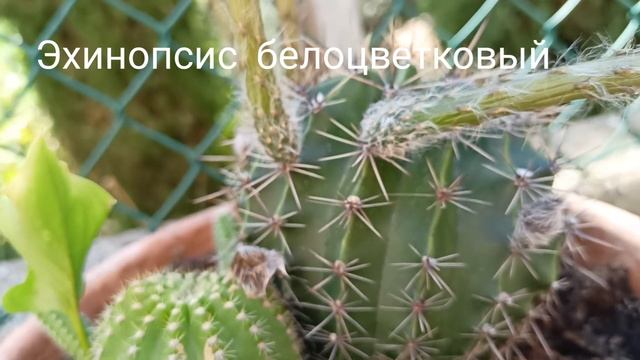 Cactus 🌵 Echinopsis Leucantha. Кактус эхинопсис.