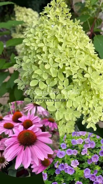 Обзор сорта Мэджикал Лайм Спаркл. Подробно в описании.