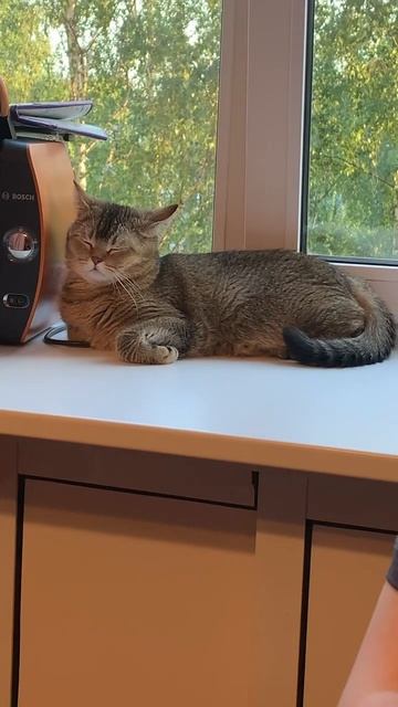 Если бы Шуня была судьей на песенном шоу 🙀#шоу #шотлан смотреть онлайн