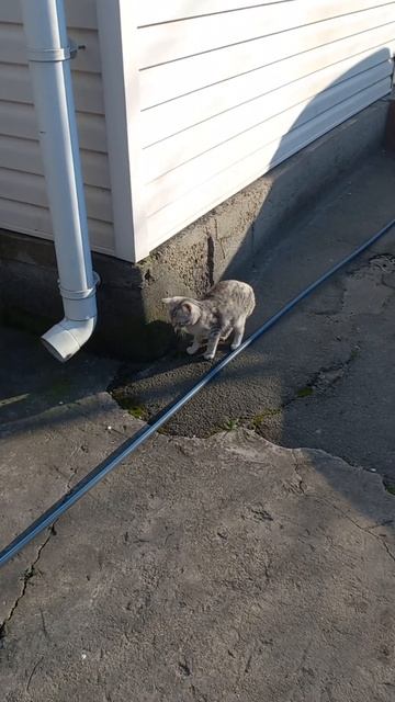 Кошка ловит и ест насекомых. смотреть онлайн