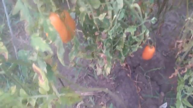 Томат Манго Джанго в теплице и в открытом грунте. Сезо? смотреть онлайн