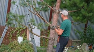 Обрезка сосен под Ниваки. Четвертый год формирования