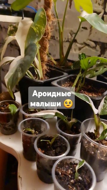 Белые и Розовые Принцессы, #монстеры, #замиокулькас смотреть онлайн