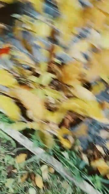 гортензии подготовка на зиму смотреть онлайн