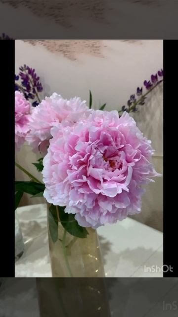 Пион Катерина Фонтейн, первое цветение . 22 июня 2024. смотреть онлайн