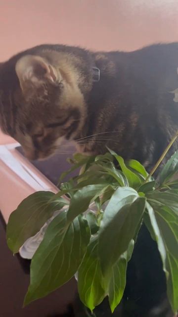 А ваши коты едят цветы ? 🌺 Мой Тигр 🐯 да 🌹🌹🌹#shorts смотреть онлайн