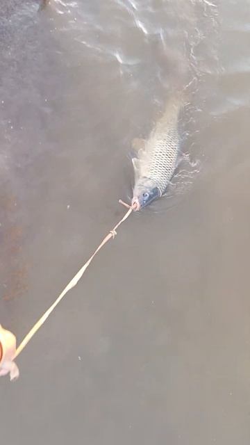 Сазан в Астраханской области #Астрахань #сазан# карп смотреть онлайн