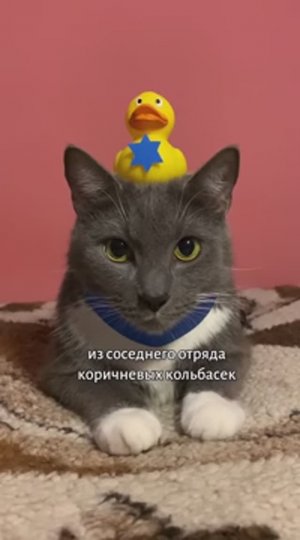 ЕСЛИ БЫ КОТИКИ РАБОТАЛИ В ПОЛИЦИИ