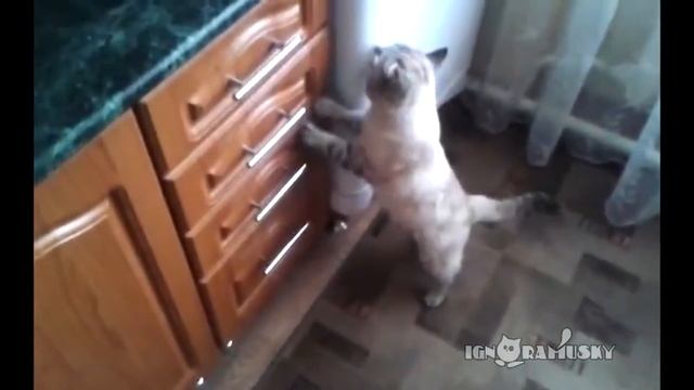 Коты ПОЮТ+Приколы.\Коты не вылезают из шкафа\. смотреть онлайн