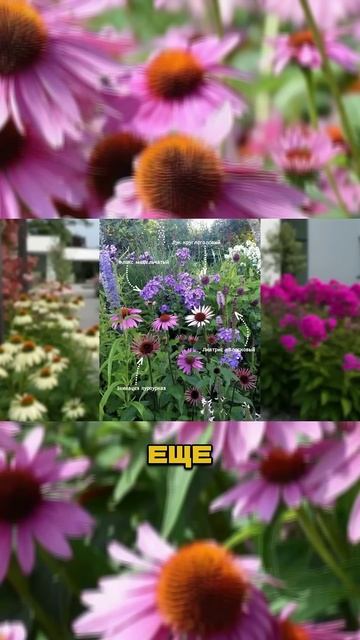 Ч.2🌸🎯С Чем Сочетать Эхинацею Чтобы Сад Выглядел Доро смотреть онлайн