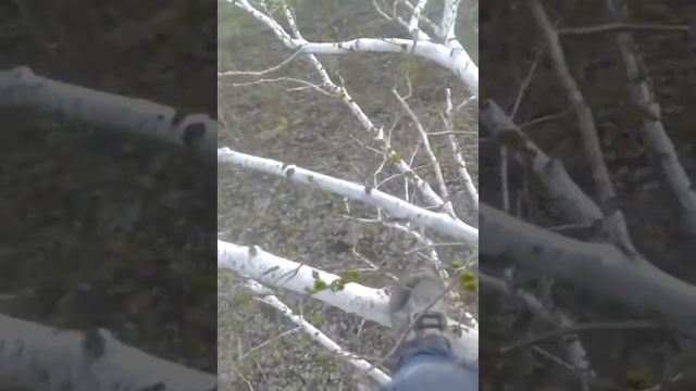 Вторая берёза\дисант телефона смотреть онлайн