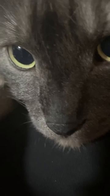 Когда овзучка интересная или Черные глазки | #черныегл смотреть онлайн