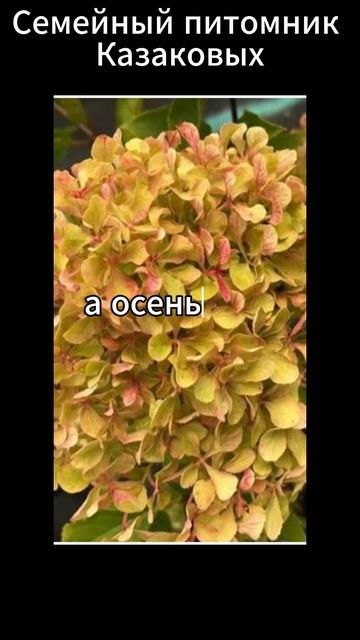 Жемчужина фестиваля #гортензияметельчатая смотреть онлайн