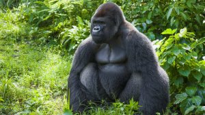 О Редких Животных Мира: Горилла | Аудиокнига