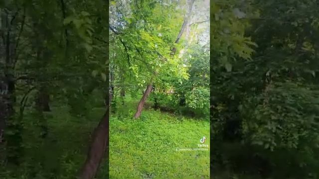 всё цветёт в берёзовой роще смотреть онлайн