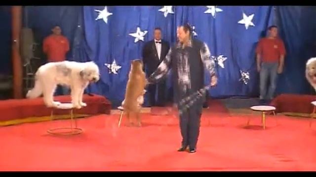 Цирк "Собаки акробаты на скакалках" смотреть онлайн