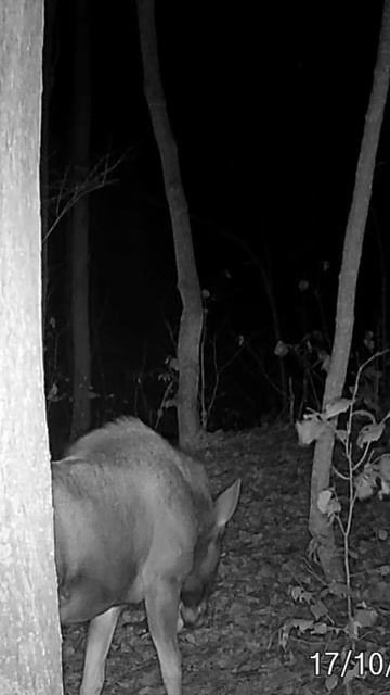 лосёнок ест листву смотреть онлайн