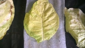 СУШКА И СБОР ТАБАКА ВИРДЖИНИЯ