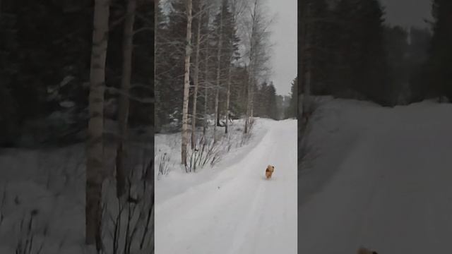 Камни, Ели, Лоси, Природа Восточной Финляндии смотреть онлайн