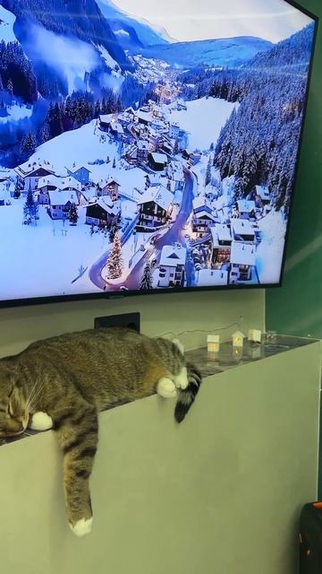 Кот устал есть и пить на новогодние праздники смотреть онлайн