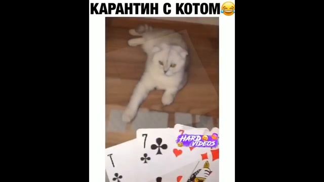 ЛУЧШИЕ ПРИКОЛЫ 2020 Май #22 Угарные Видео, 10 минут смеха смотреть онлайн
