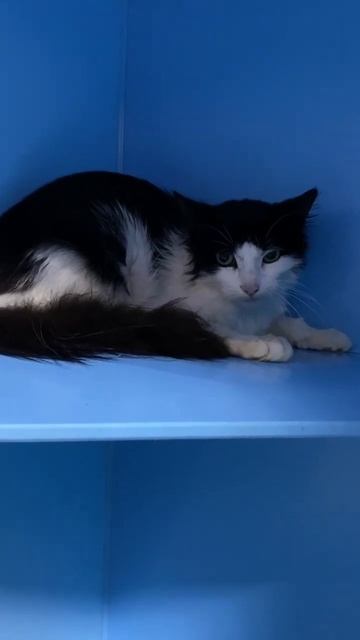 БЭЛЛА.Красивая черно-белая кошка исчезнет как все уже смотреть онлайн