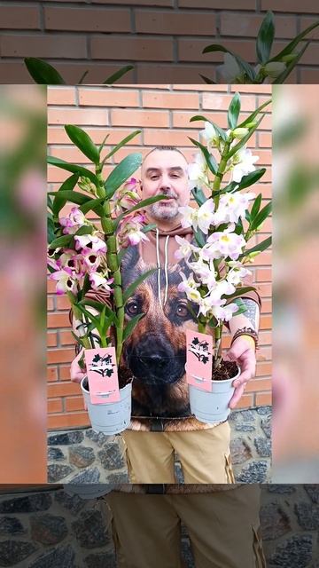 Орхидеи Дендробиум Нобиле микс! Цена 360  гривен! Бронь ?
